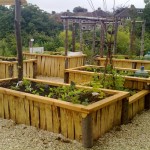 Community Garden Design - First season