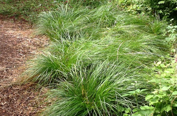 Planting: Native grasses