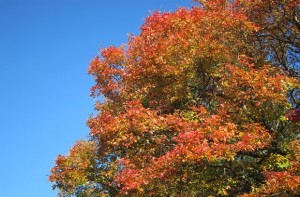 Alitura Garden Visit - Autumn Colour