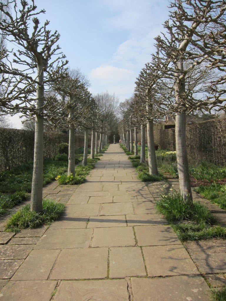 Pleached trees in winter
