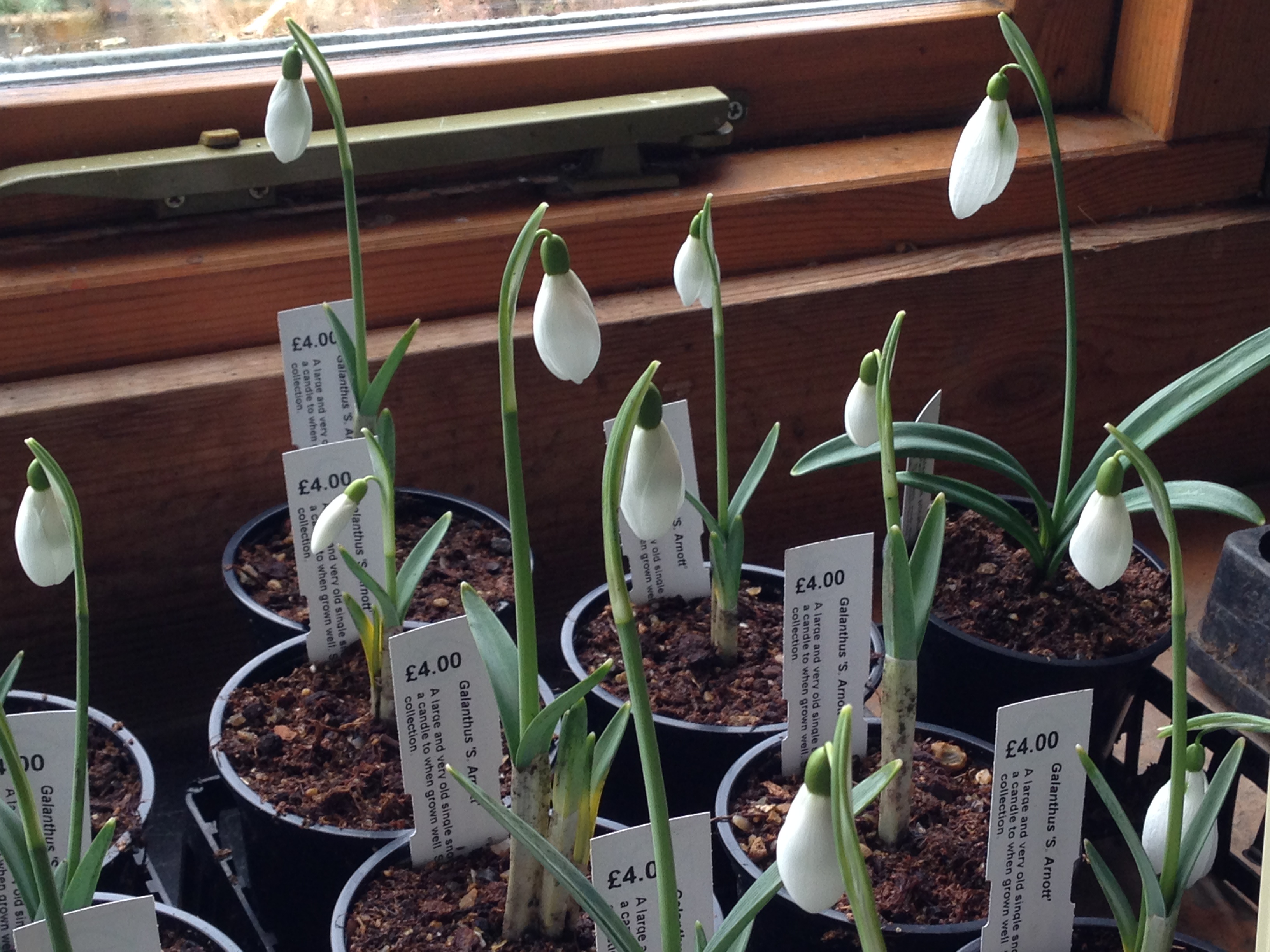 Single snowdrops in pots for gardens in sussex