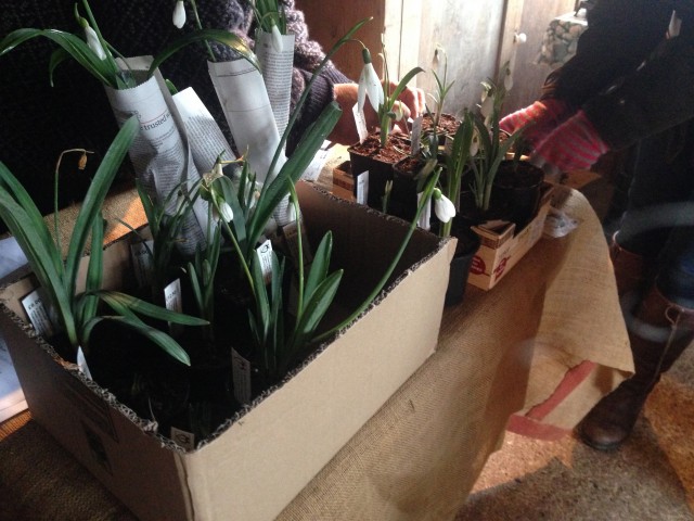 Boxes of snowdrops off to their new homes in gardens in Sussex and Kent