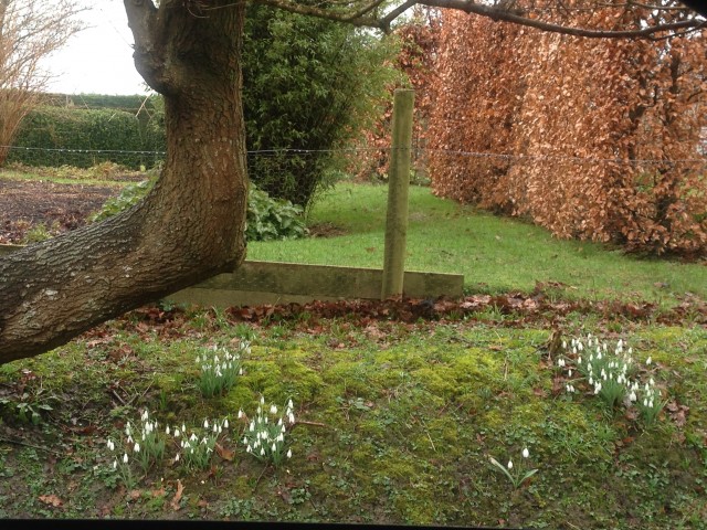 Snowdrops on a bank in garden in Sussex