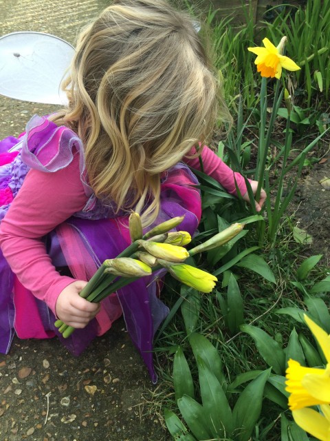 picking daffodils 