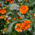 geum and yarrow