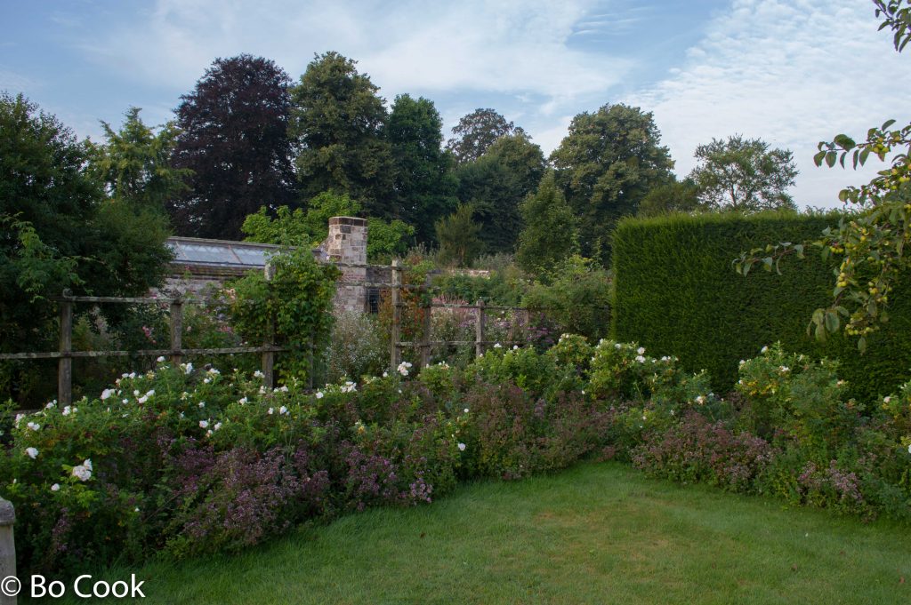 rose and thyme border at parham house